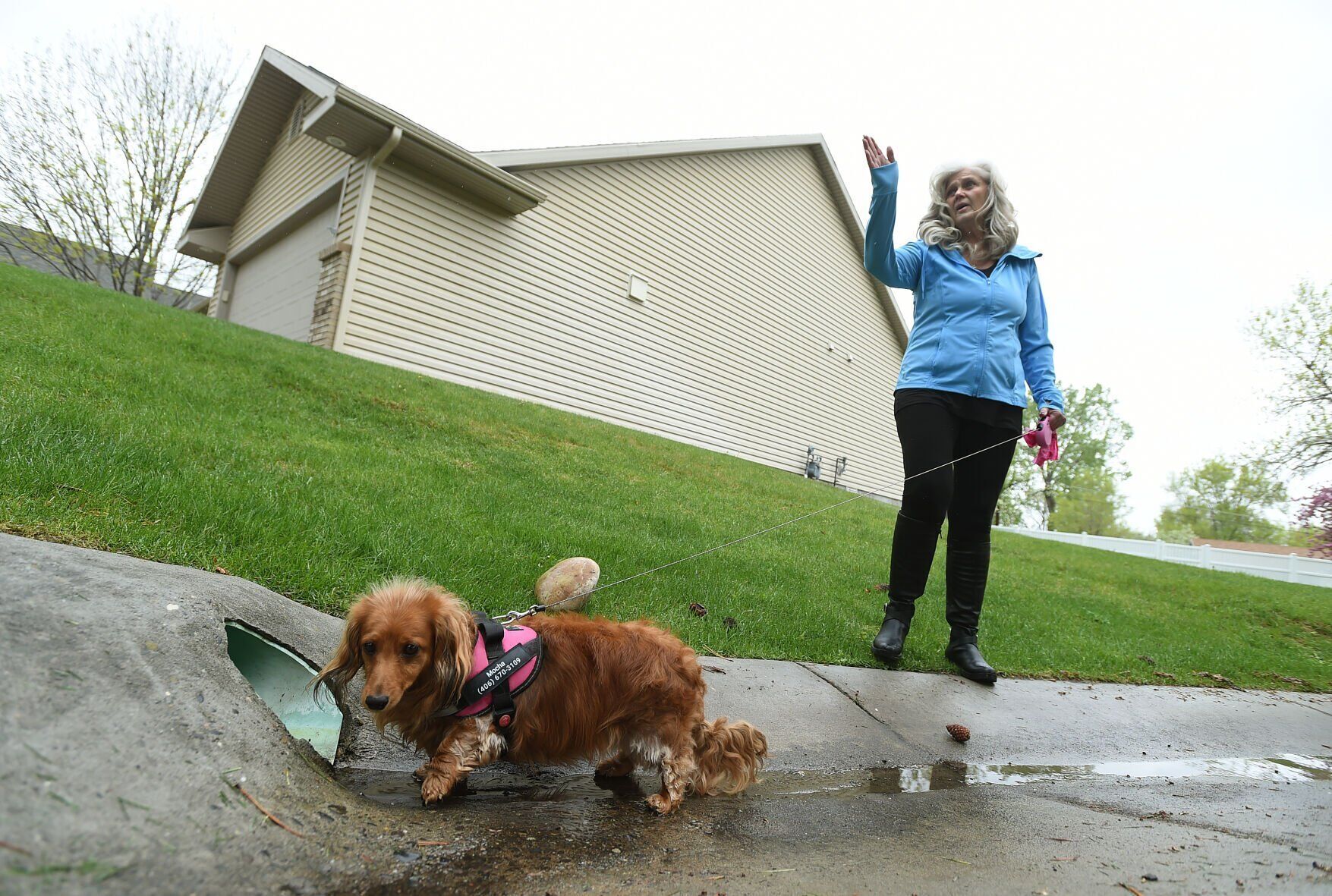 Dog rescue